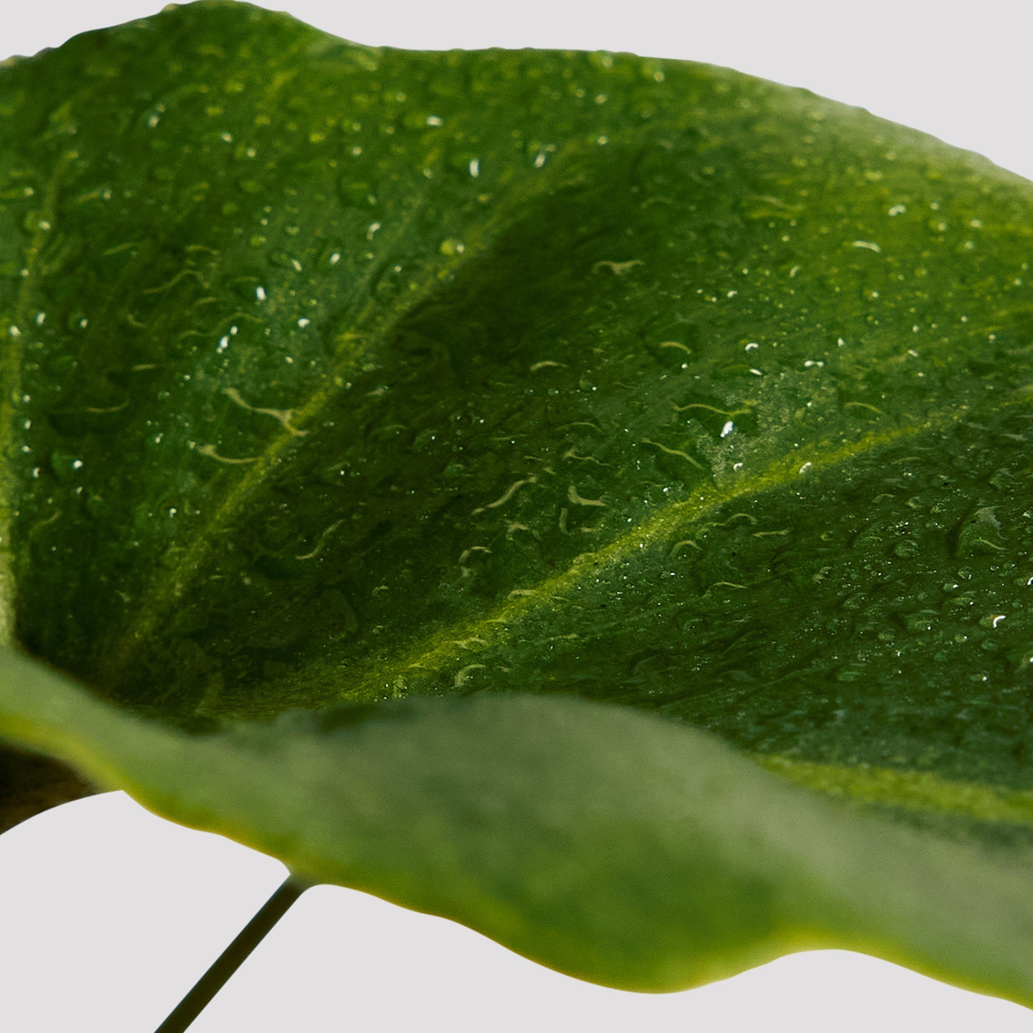 Philodendron Xanadu Plant Leaf at The Good Plant Co