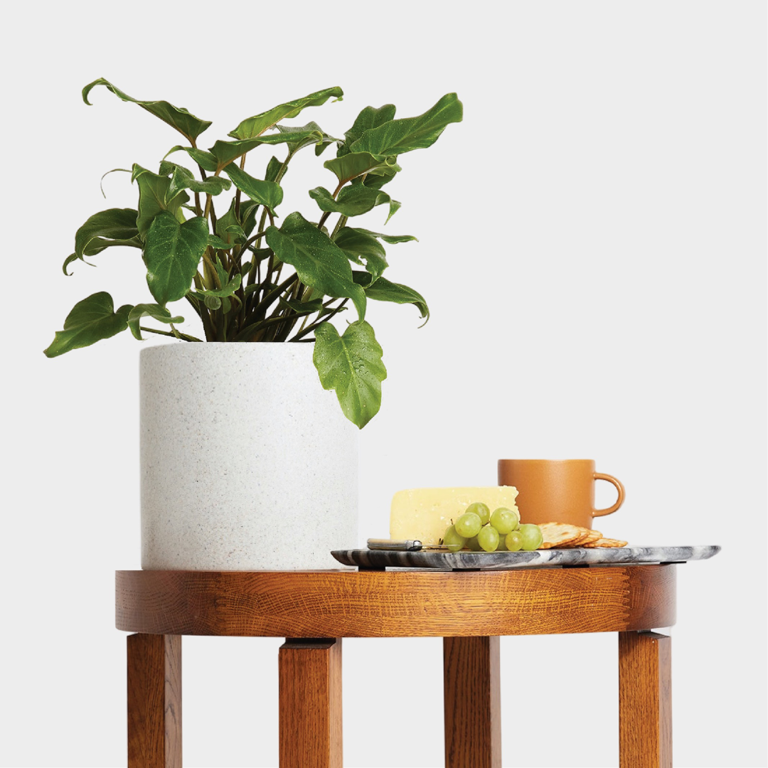 Philodendron Xanadu in Jardin Terrazzo Pot White with Accessories at The Good Plant Co