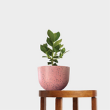 Pierre Terrazzo Pot Pink with Autograph Tree on Table at The Good Plant Co