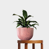 Pierre Terrazzo Pot Pink with Peace Lily on Table at The Good Plant Co