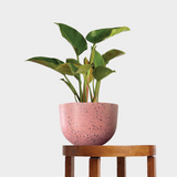 Pierre Terrazzo Pot Pink with Philodendron Congo Green on Table at The Good Plant Co
