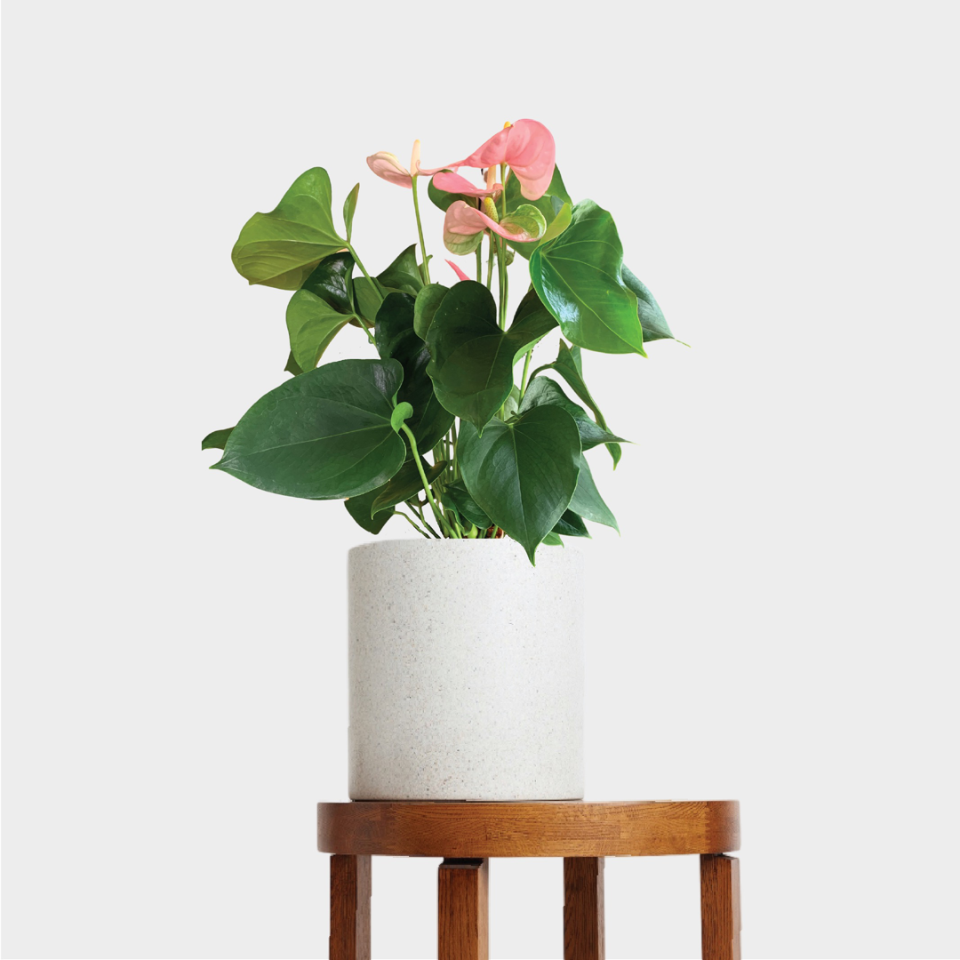 Pink Anthurium White Pot on Timber Table at The Good Plant Co