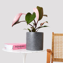 Pink Princess Philodendron for Sale