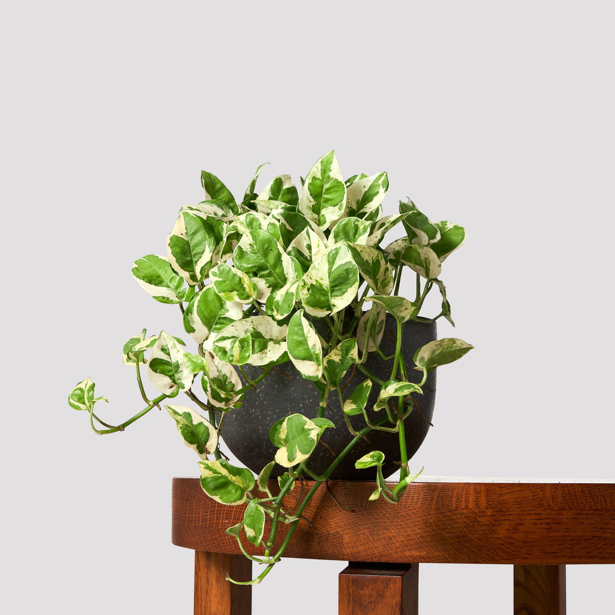 Buy Pothos Snow Queen in Pierre Black Pot 