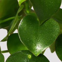 Raindrop Peperomia Plant Leaf at The Good Plant Co