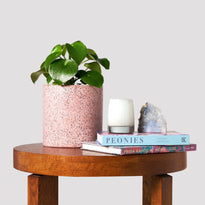 Raindrop Peperomia for Sale in Jardin Pink Pot on Table The Good Plant Co