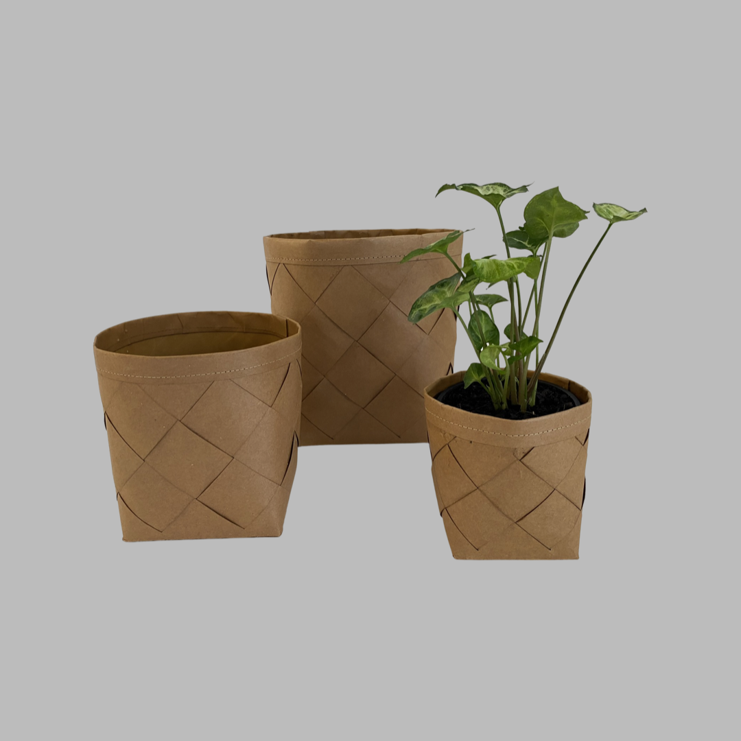 Recycled Plant Weave Baskets in 3 sizes with Syngonium Pixie Indoor Plant at The Good Plant Co
