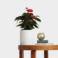 Red Anthurium in Jardin Terrazzo Pot White with Accessories from The Good Plant Co