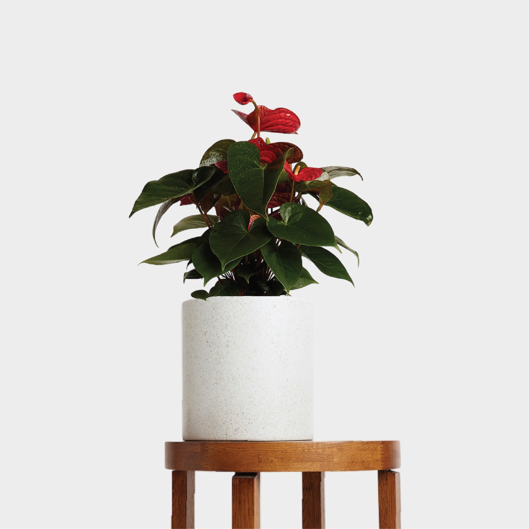 Red Anthurium in Jardin Terrazzo Pot White on Table at The Good Plant Co