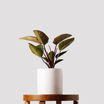 Buy Philodendron Rojo Congo Australia in White Pot
