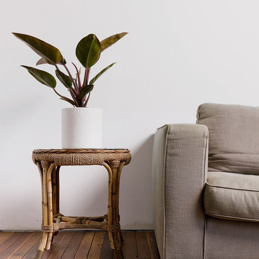 Philodendron Rojo Congo Australia in Jardin White Pot on Table The Good Plant Co