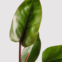 Philodendron Rojo Congo Australia Leaf at The Good Plant Co