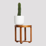 Buy San Pedro Cactus Australia in Floré White Pot at The Good Plant Co