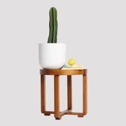 San Pedro Cactus Indoor Plant on Table The Good Plant Co