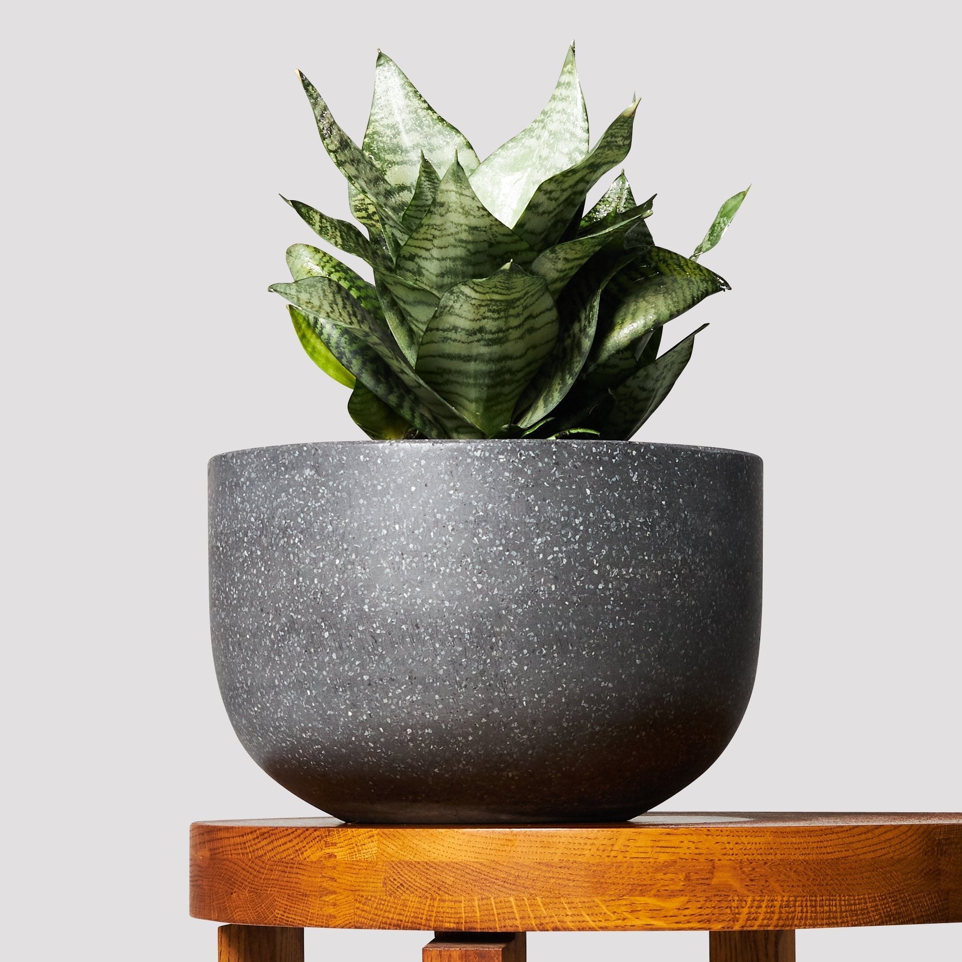 Buy Sansevieria Hahnii Green in Pierre Grey Pot