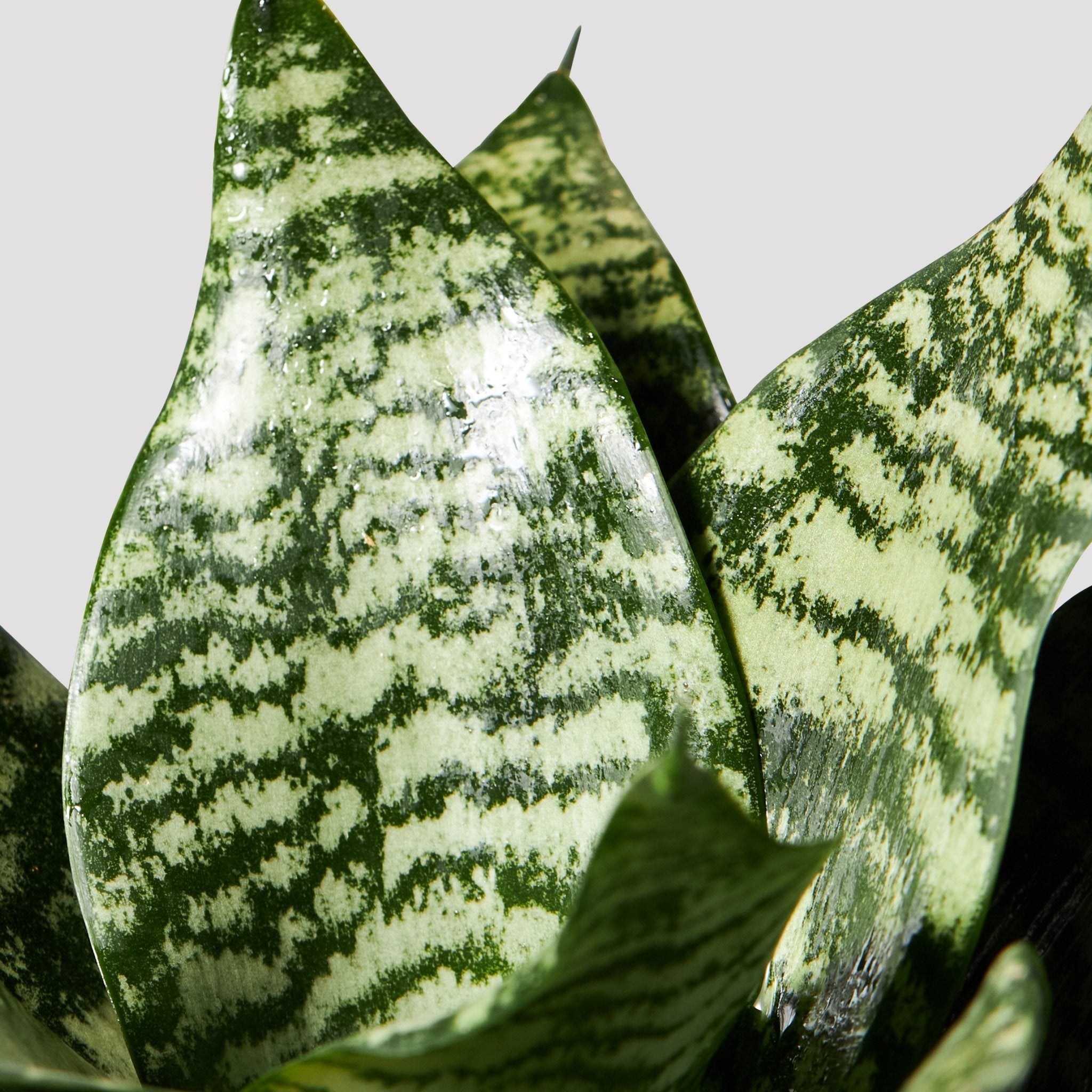 Sansevieria Hahnii Leaf at The Good Plant Co