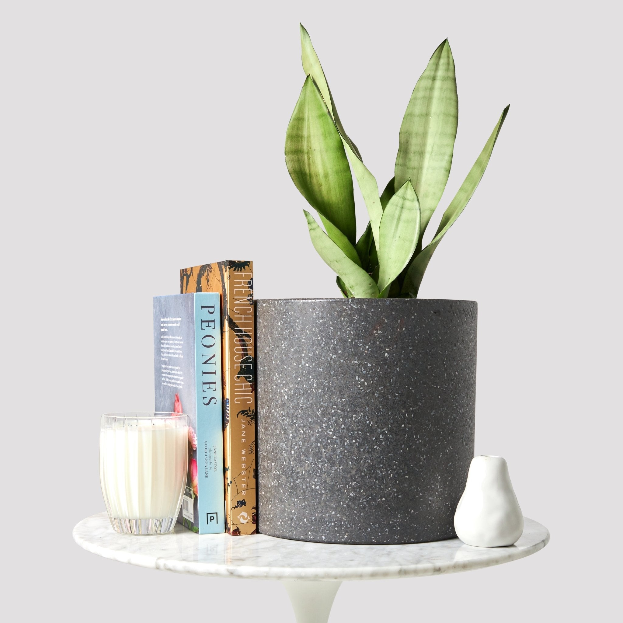 Sansevieria Moonshine Indoor Plant in Jardin Black Pot on Table The Good Plant Co