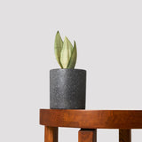 Indoor Plant Pots Black with Sanseveria Moonshine