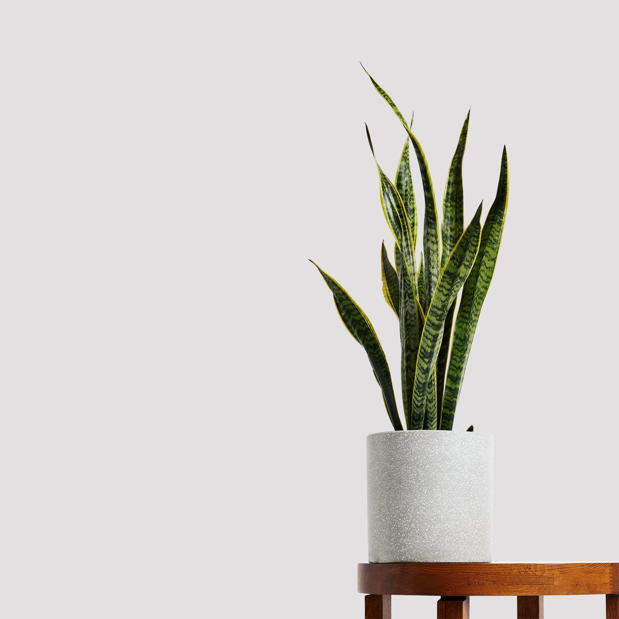 Standing Tall Sansevieria Mother In Laws Tongue in Jardin Grey Pot