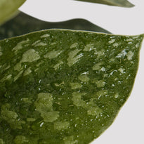 Satin Pothos Leaf