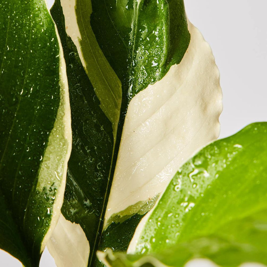 Spathiphyllum Picasso Leaf at The Good Plant Co