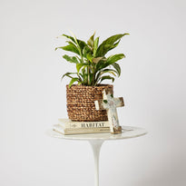 Spathiphyllum Picasso Plant in Basket on Table The Good Plant Co