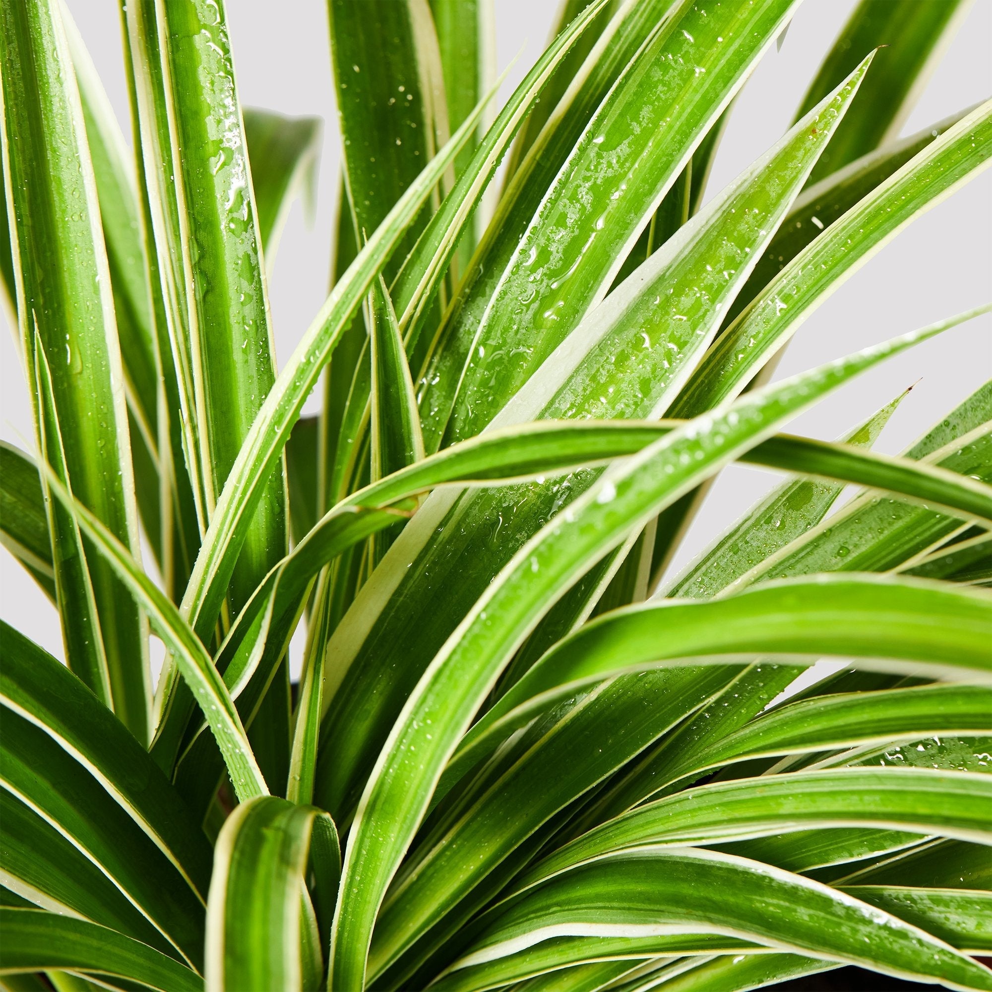 Spider Plant indoor leaf