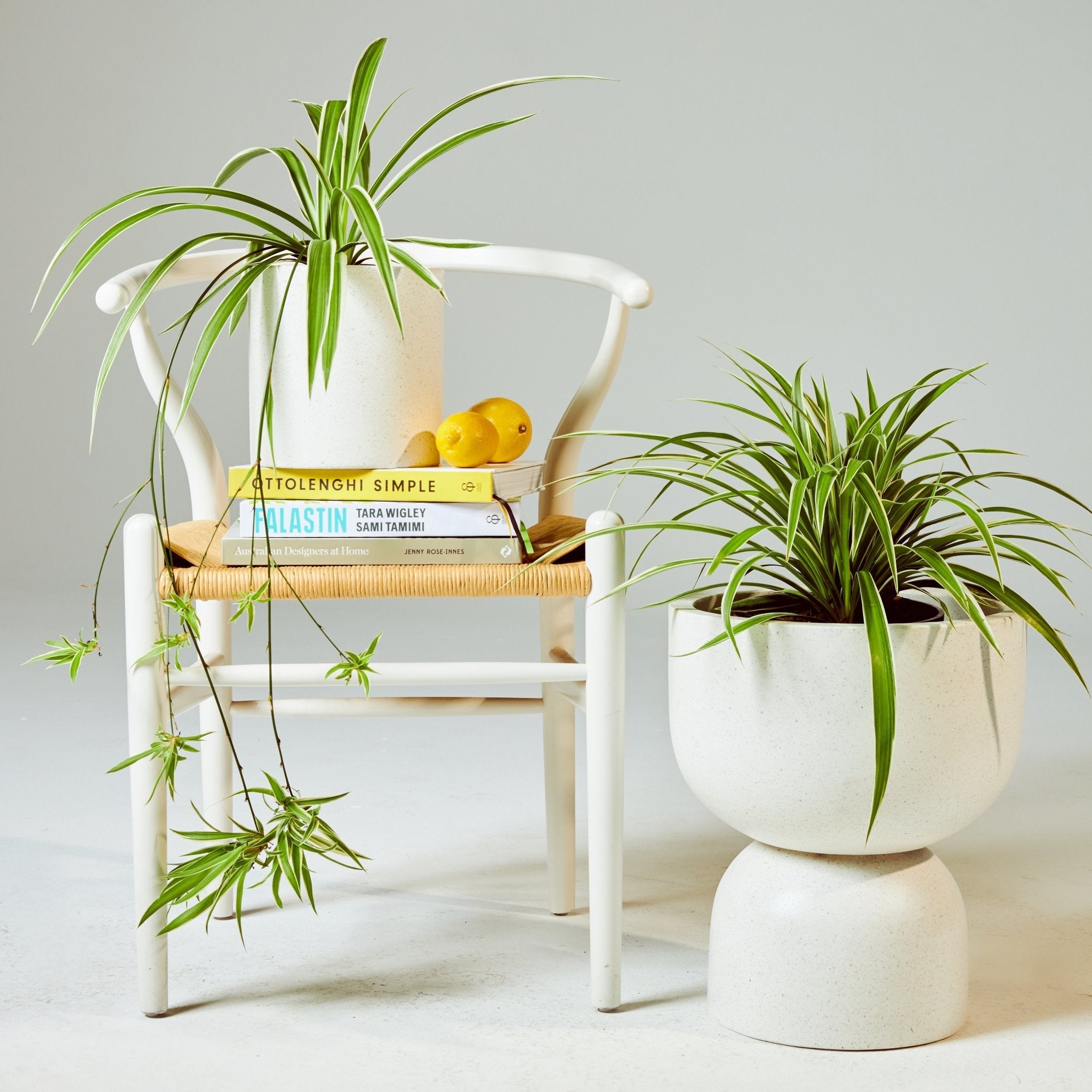 Spider Plant indoor plant in white pot next to chair 