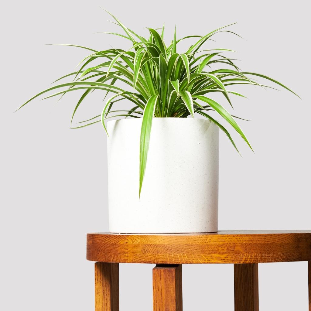Indoor Spider Plant with stripe green leaves in White Pot from The Good Plant Co