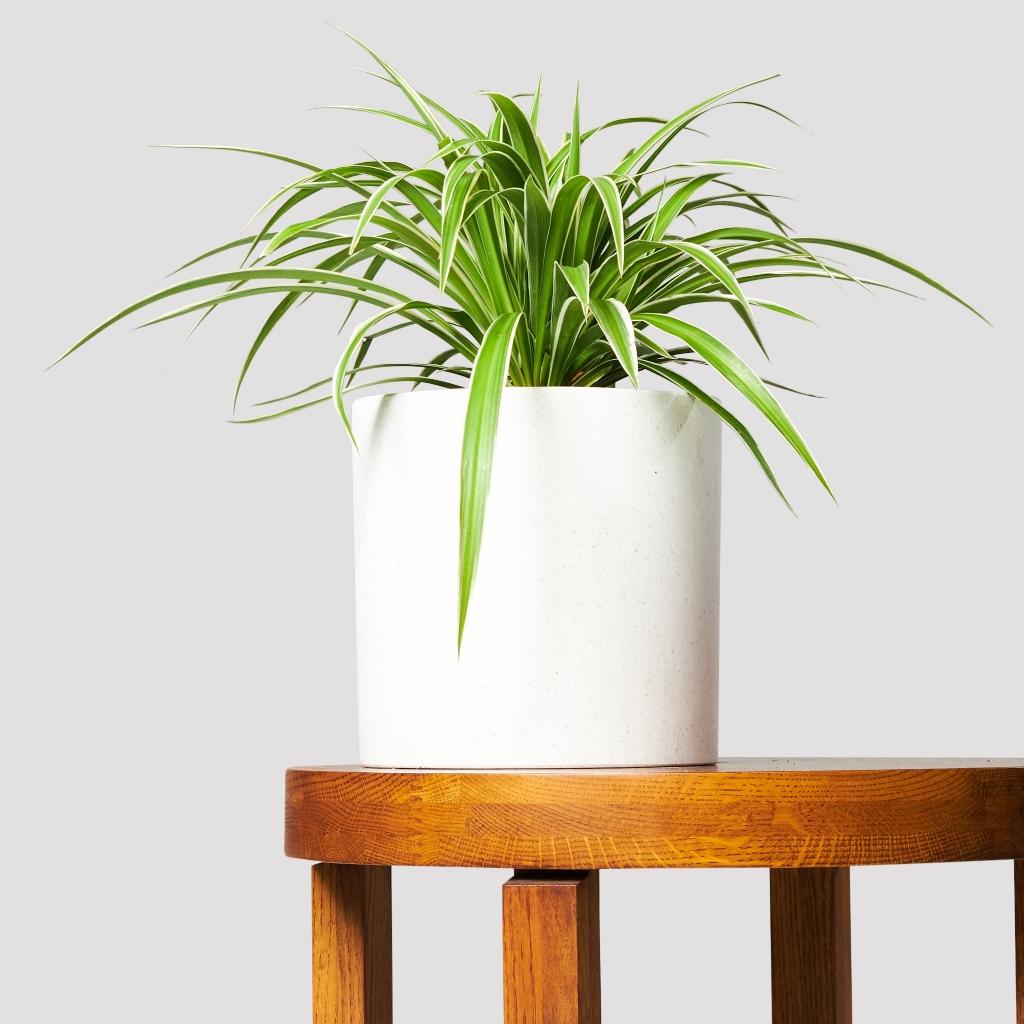spider plant in white pot Premium Indoor Spider Plant & Pot Gift: The Good Plant Co's Selection