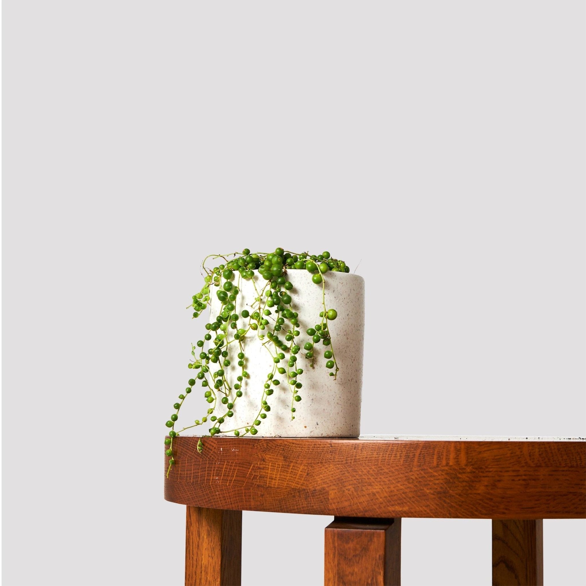 String of Pearls Indoor Plant in Jardin White Pot at The Good Plant Co