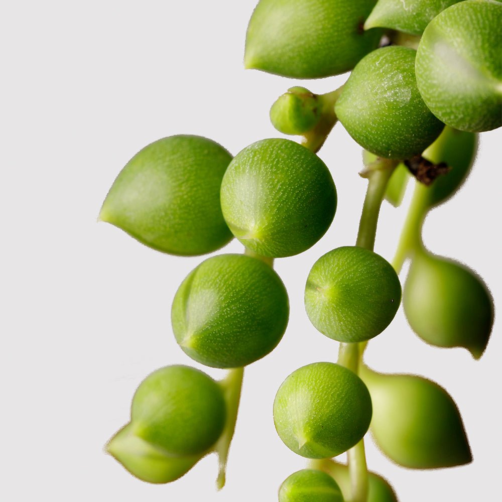 String of Pearls Plant Leaf at The Good Plant Co