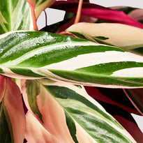 Stromanthe Triostar Leaf at The Good Plant Co