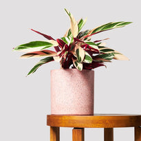 Stromanthe Triostar Indoor Plant in Jardin Pink Pot at The Good Plant Co