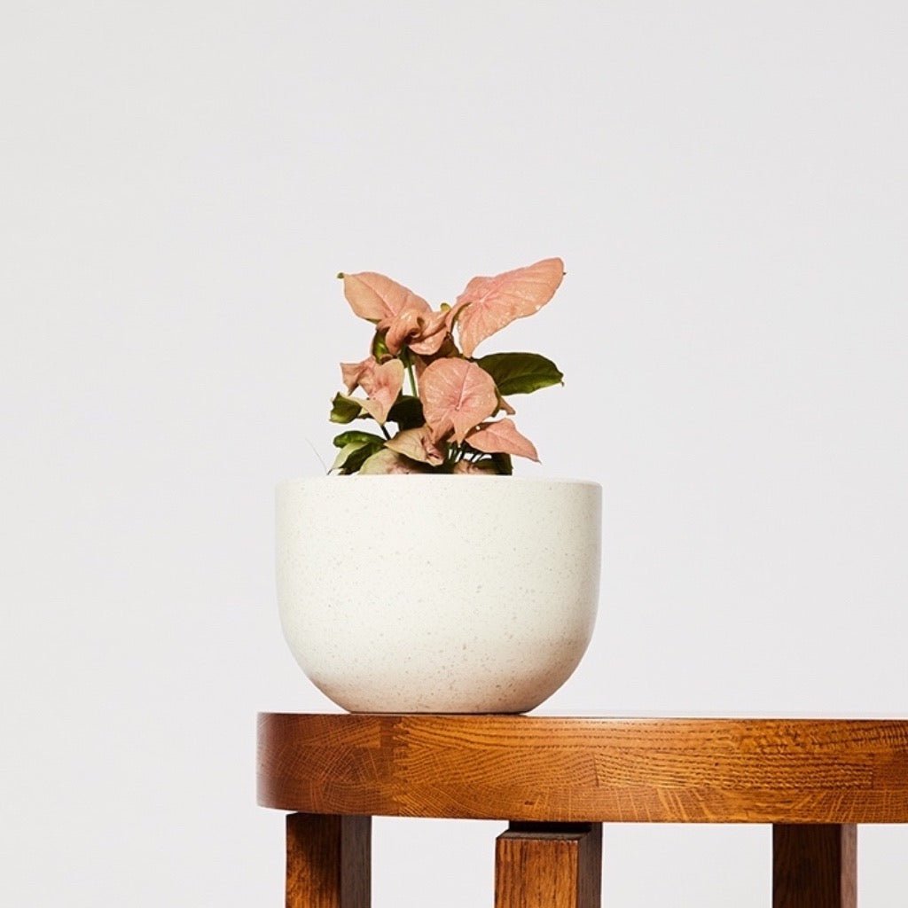 Syngonium indoor plant in pierre white pot