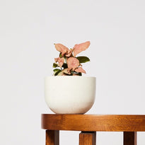 Pretty Syngonium indoor plant in pierre white pot