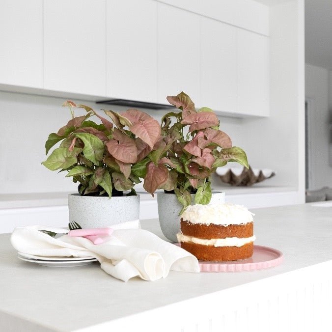 Syngonium Neon on a kitchen bench with a birthday cake