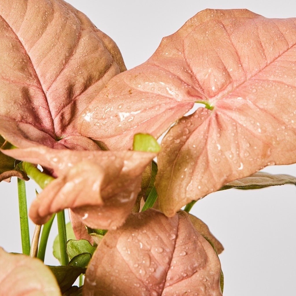 Stunning Pink Syngonium Neon Leafs