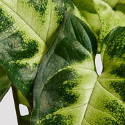 Syngonium Pixie Leaf at The Good Plant Co