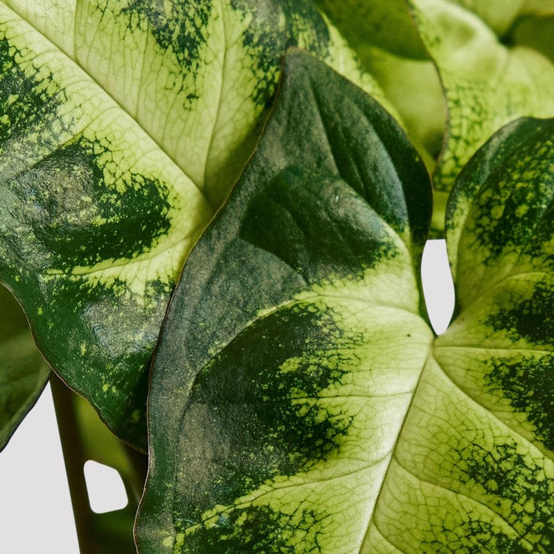 Syngonium Pixie Leaf at The Good Plant Co