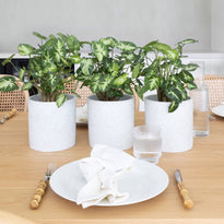 Syngonium Pixie Indoor Plant in Jardin White Pot on Table The Good Plant Co