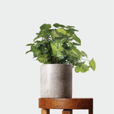 Syngonium Pixie in Jardin Terrazzo Grey Pot  from The Good Plant Co