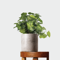Syngonium Pixie in Jardin Terrazzo Pot Grey from The Good Plant Co