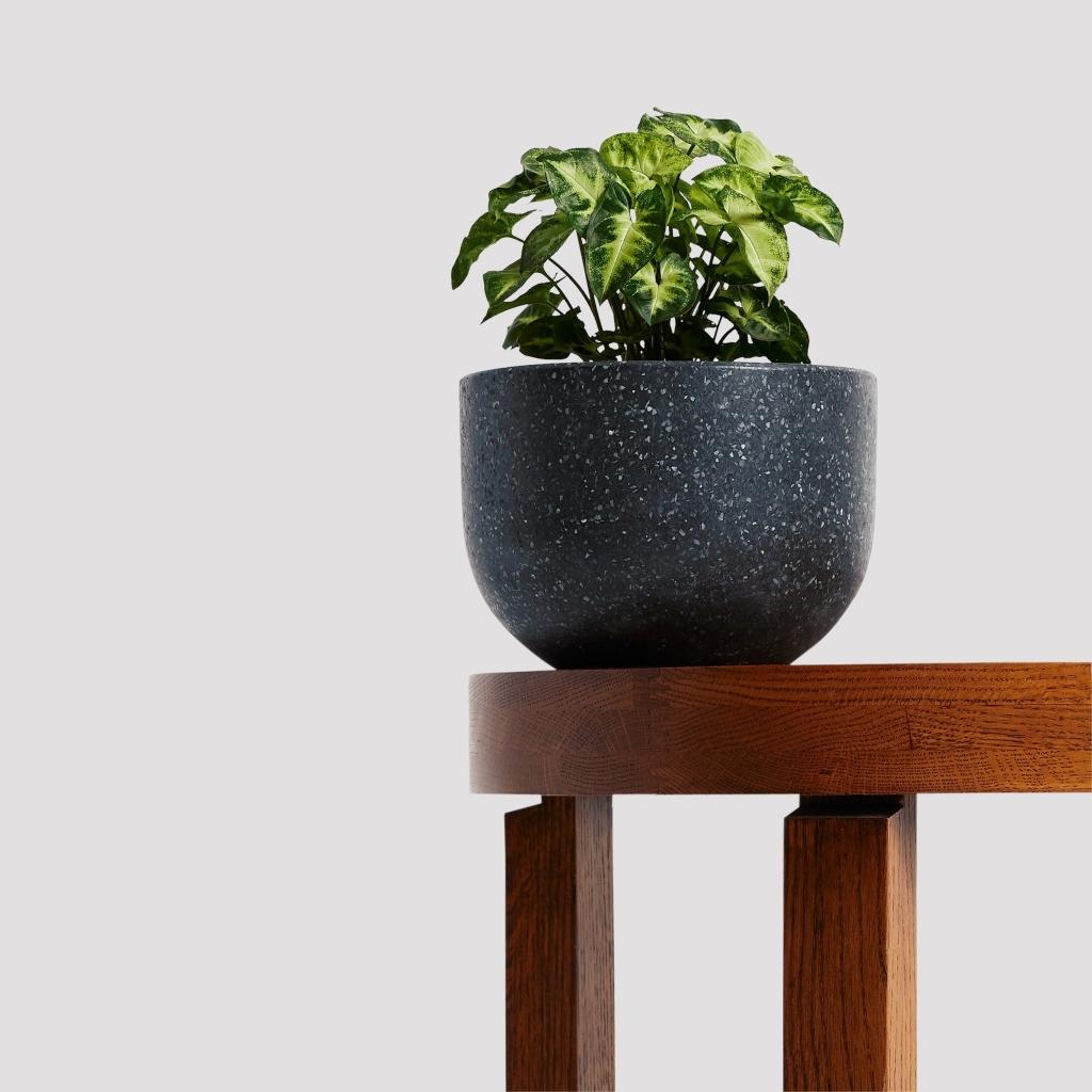 Indoor Pierre Terrazzo Black Plant Pots with Syngonium