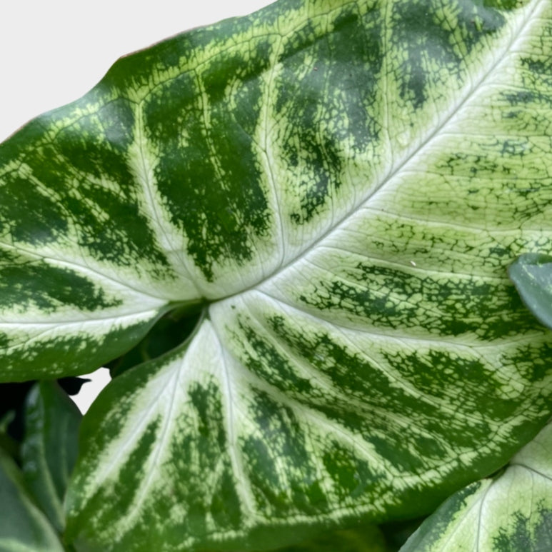 Syngonium White Butterfly Plant Leaf