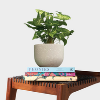Syngonium White Butterfly in Pierre Terrazzo Pot with Books from The Good Plant Co