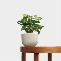 Syngonium White Butterfly in Pierre Terrazzo Pot Grey on Table at The Good Plant Co