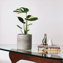 Thai Constellation in Jardin Grey Pot on Table The Good Plant Co