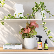 Indoor Plants in white pots on a bookshelf with The Good Plant Co Indoor Neem Oil for Plants