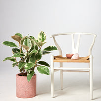 Tineke Rubber Tree Indoor Plant in Jardin Terrazzo Pot Pink from The Good Plant Co 